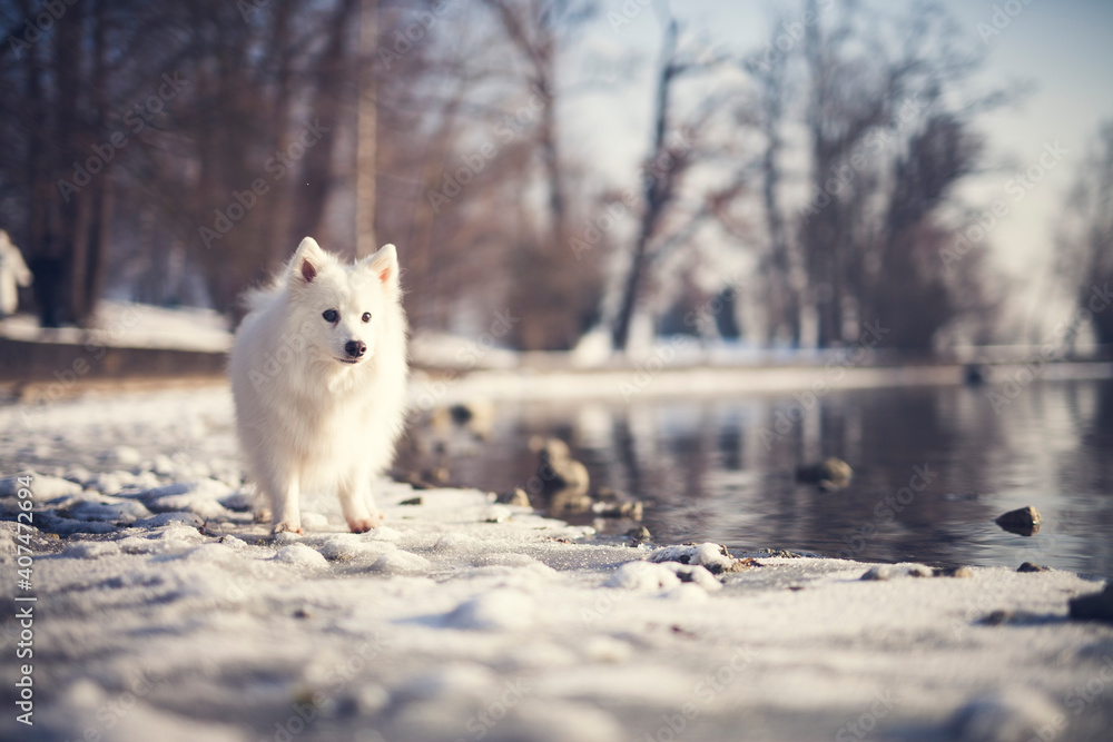 Japanischer Spitz sitzt auf einem Stein im See. Portrait von einem weißen Hund beim Wasser