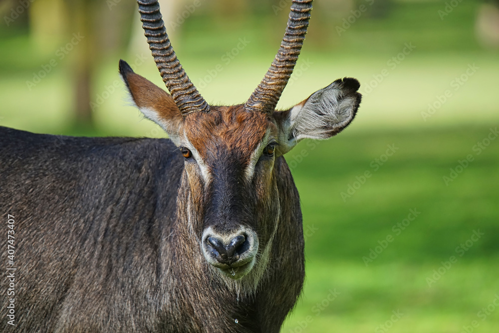 The waterbuck stood on the green grass. It has a pair of corners on its head. Large numbers of animals migrate to the Masai Mara National Wildlife Refuge in Kenya, Africa. 2016.