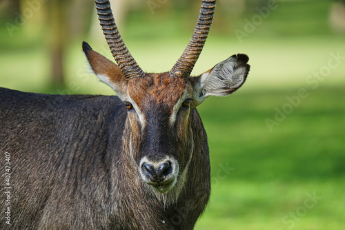 The waterbuck stood on the green grass. It has a pair of corners on its head. Large numbers of animals migrate to the Masai Mara National Wildlife Refuge in Kenya  Africa. 2016.