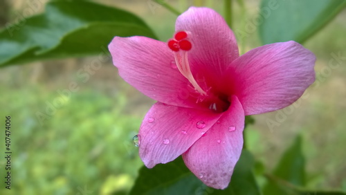 Purple hibiscus  with closes up the blurred background. It has been the national flower of Malaysia since 1960 and is known in Malay Bunga Raya.