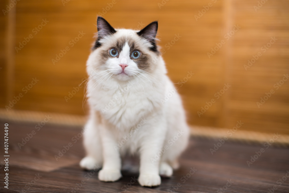 Beautiful young white purebred Ragdoll cat with blue eyes Beautiful young white purebred Ragdoll cat with blue eyes