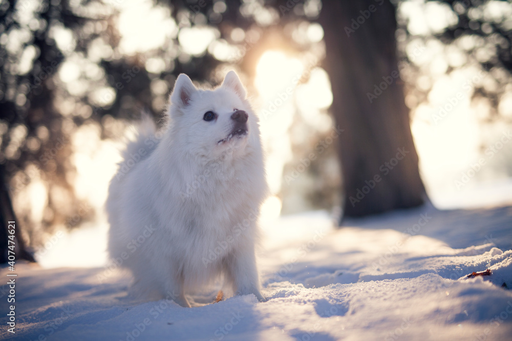 Fototapeta premium Japan Spitz im Winter beim Sonnenuntergang. Weißer Hund steht im Park bei Schnee. 