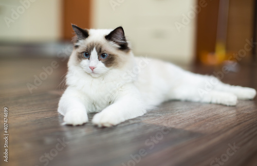 Beautiful young white purebred Ragdoll cat with blue eyes photo