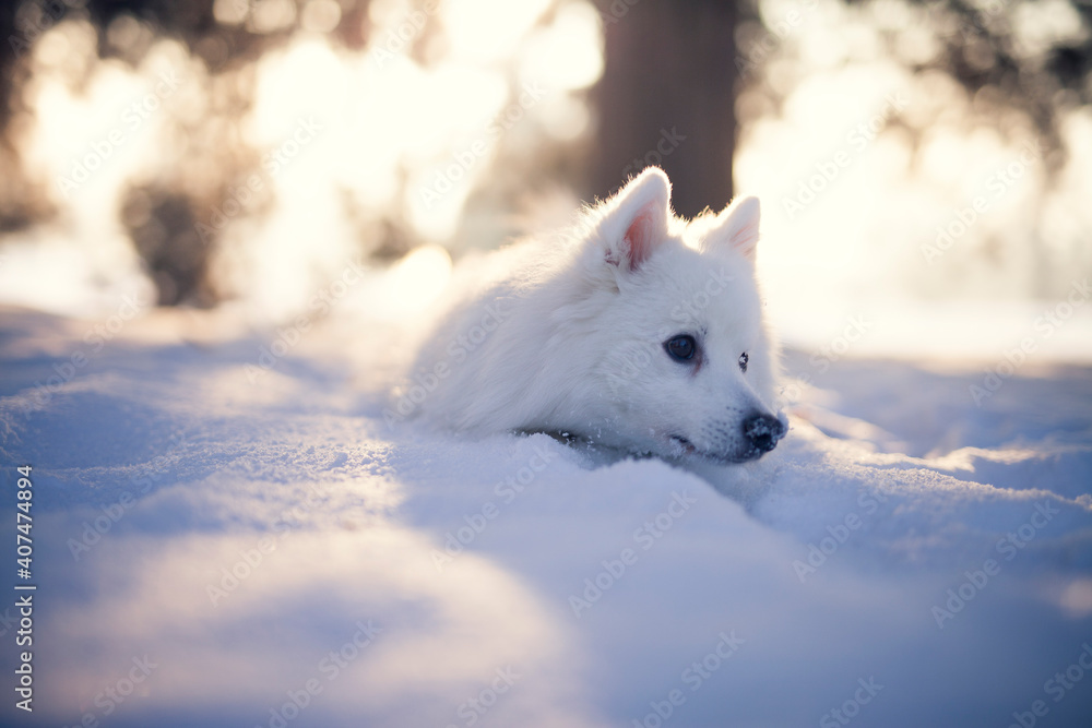 Japan Spitz im Winter beim Sonnenuntergang. Weißer Hund steht im Park bei Schnee. 