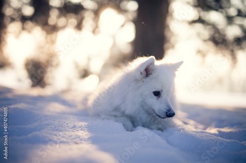 Japan Spitz im Winter beim Sonnenuntergang. Wei  er Hund steht im Park bei Schnee. 