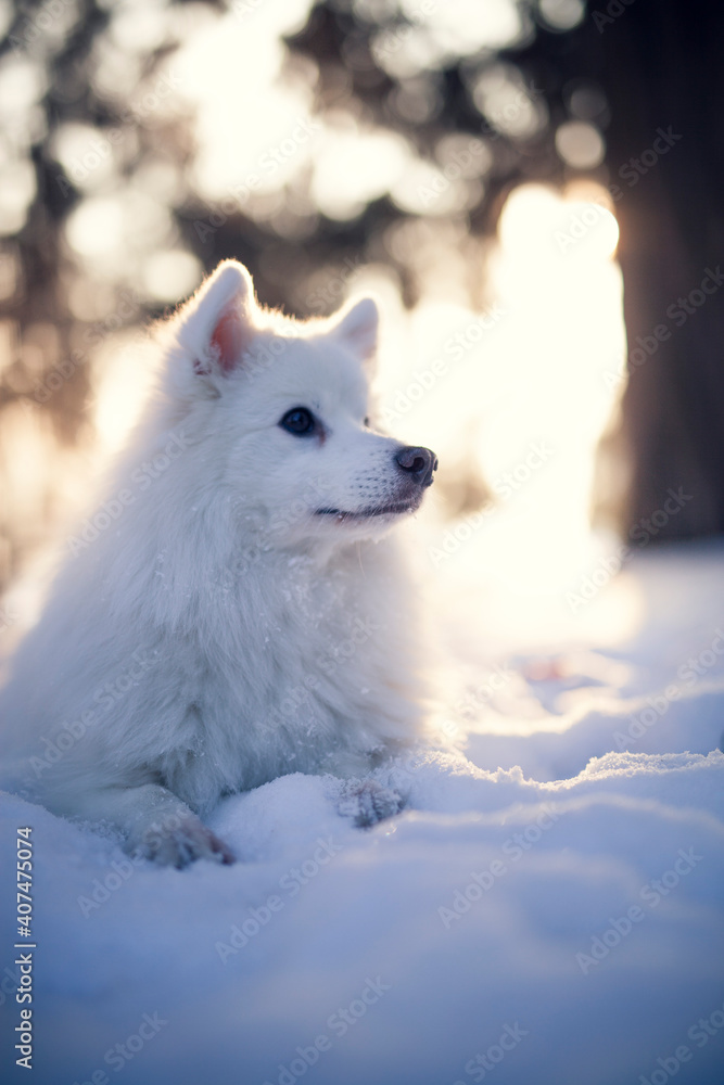 Japan Spitz im Winter beim Sonnenuntergang. Weißer Hund steht im Park bei Schnee. 