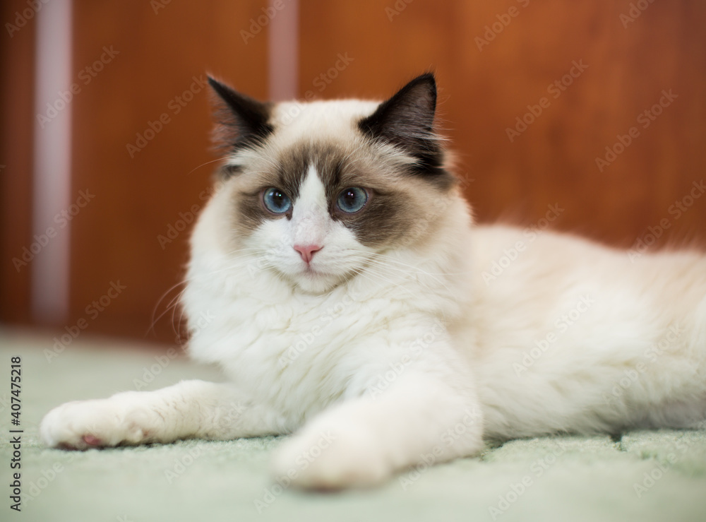 Beautiful young white purebred Ragdoll cat with blue eyes Beautiful young white purebred Ragdoll cat with blue eyes