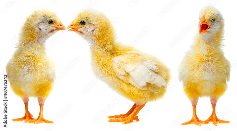 Naklejka premium cute chickens - love