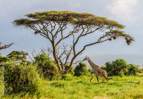 Masai Giraffe, Massai-Giraffe in Amboseli National Park, Kenya, Africa photo