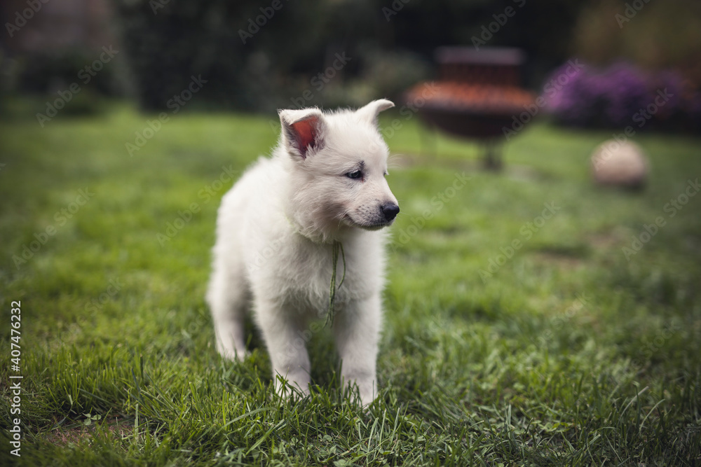 Portrait of a Swiss shepherd in the garden. Young white Puppy exploring the nature. Small dog walking and standing around Portrait of a Swiss shepherd in the garden. Young white Puppy exploring the nature. Small dog walking and standing around