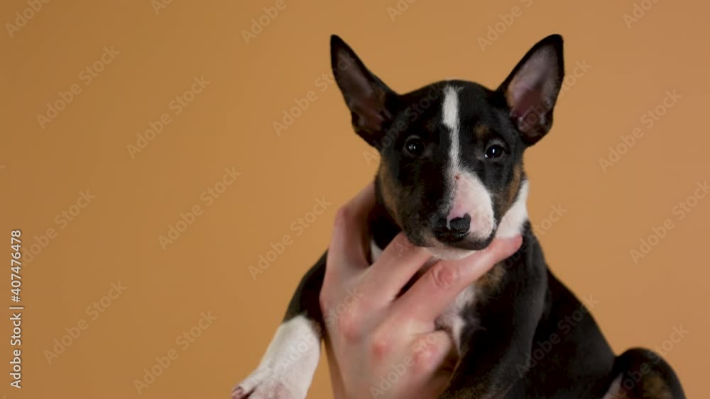 Female hand holds a bull terrier puppy on a yellow studio background. A small purebred brown dog lies on the owner's hand and looks forward. Close up. Slow motion. Female hand holds a bull terrier puppy on a yellow studio background. A small purebred brown dog lies on the owner's hand and looks forward. Close up. Slow motion.