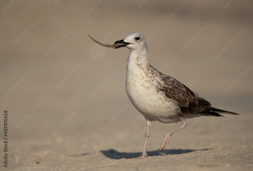 Juvenile Lesser Black-backed Gull with left over food at Busaiteen coast, Bahrain Juvenile Lesser Black-backed Gull with left over food at Busaiteen coast, Bahrain