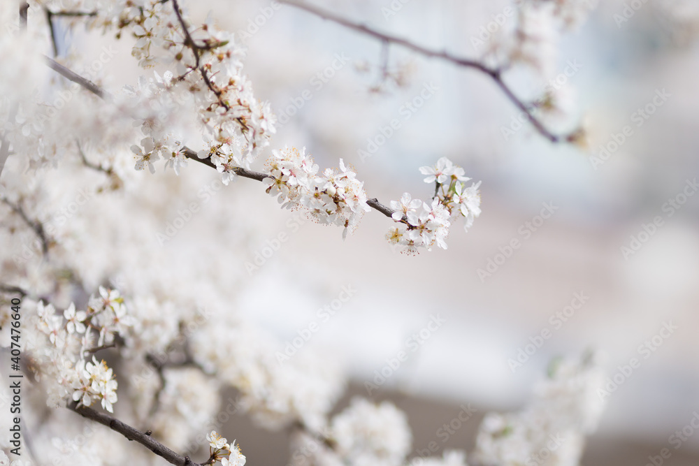 Branch of Cherry tree with bloom in spring. White cherry blooming. Spring clear sunny blue sky day. Selective focus. Free space. Branch of Cherry tree with bloom in spring. White cherry blooming. Spring clear sunny blue sky day. Selective focus. Free space.