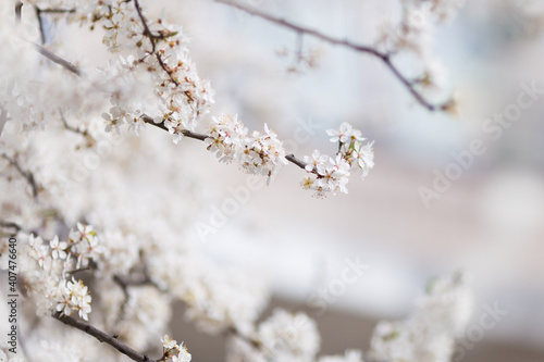 Branch of Cherry tree with bloom in spring. White cherry blooming. Spring clear sunny blue sky day. Selective focus. Free space. 