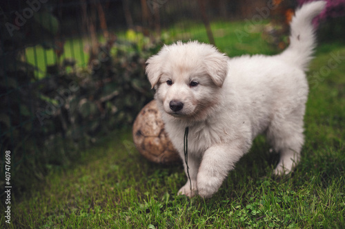 Portrait of a Swiss shepherd in the garden. Young white Puppy exploring the nature. Small dog walking and standing around