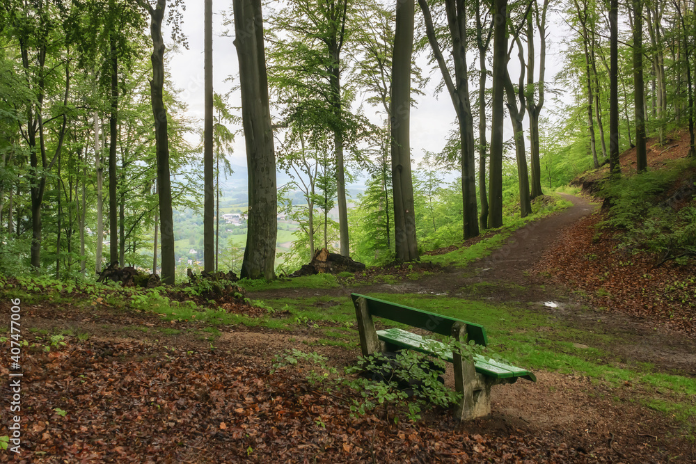 A bench in the mountains overgrown with a noble deciduous forest on a summer day after rain. a lot of last year's fallen leaves underfoot. Hiking and fresh forest air are good for health.