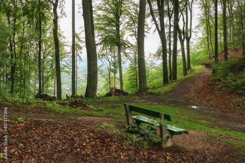 A bench in the mountains overgrown with a noble deciduous forest on a summer day after rain. a lot of last year's fallen leaves underfoot. Hiking and fresh forest air are good for health.
