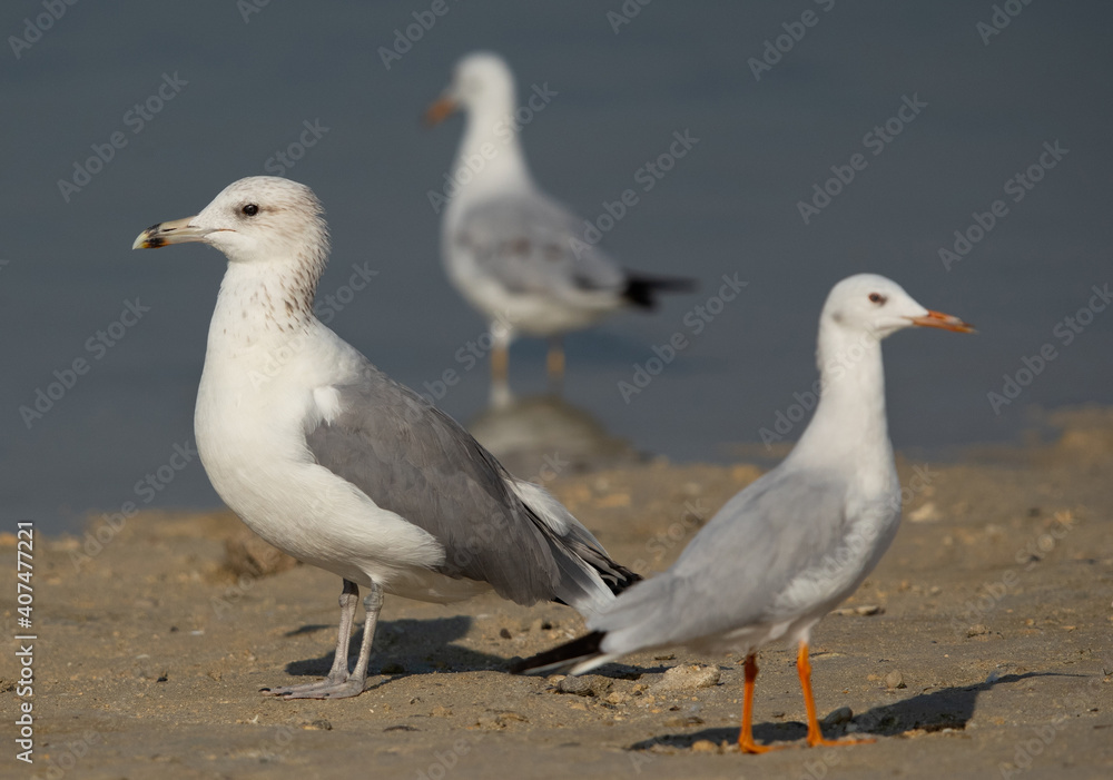 Lesser Black-backed Gull and slender-billed gull at Busaiteen coast, Bahrain Lesser Black-backed Gull and slender-billed gull at Busaiteen coast, Bahrain
