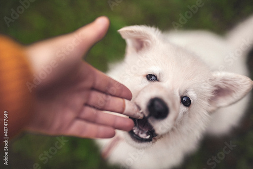 White swiss shepherd puppy bite in a hand. Young dog playing with a human