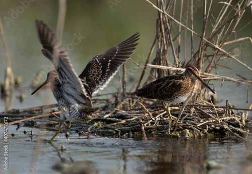 A pair of Common snipes at Akser Marsh in the morning hours at Bahrain.