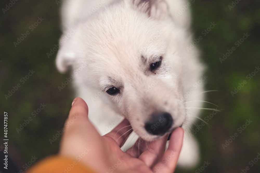 White swiss shepherd puppy bite in a hand. Young dog playing with a human