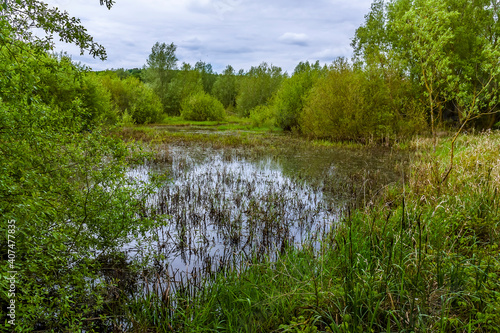 Wetlands at Cropston Reservoir in Leicestershire in summertime photo