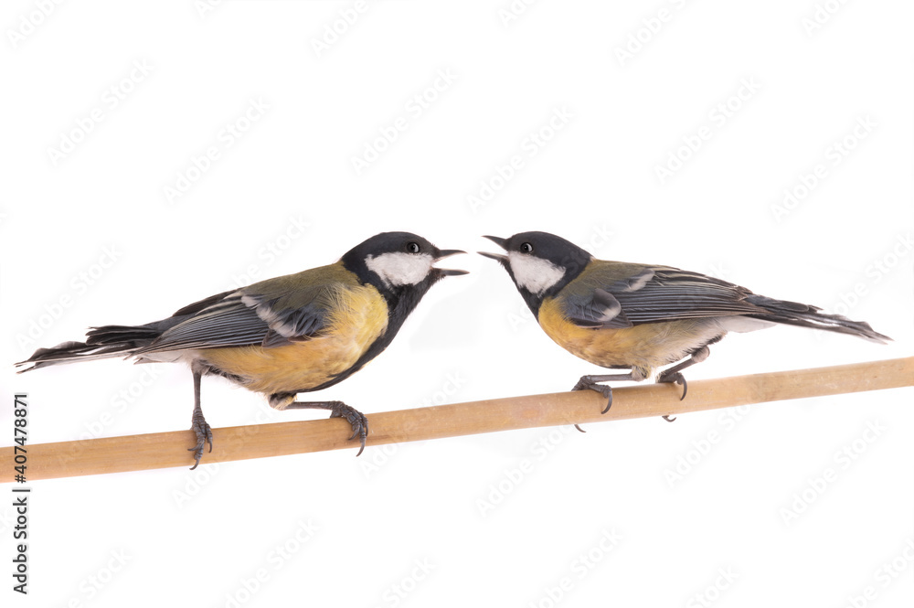 Obraz premium two tits are fighting among themselves isolated on white background