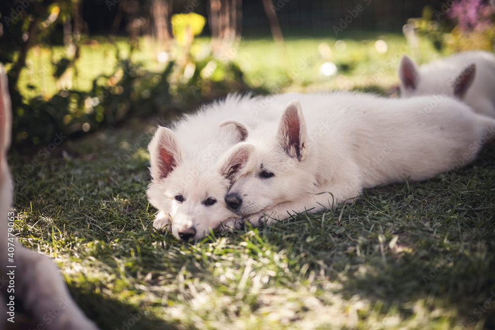 Sleepy small Swiss shepherd dog in the grass. newborn puppy at breeders garden. Tired young dog lying on the ground Sleepy small Swiss shepherd dog in the grass. newborn puppy at breeders garden. Tired young dog lying on the ground