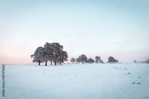 Scenery. Winter, cold day. In a white, snowy field there are single, relict pines. Blue sky above the horizon.