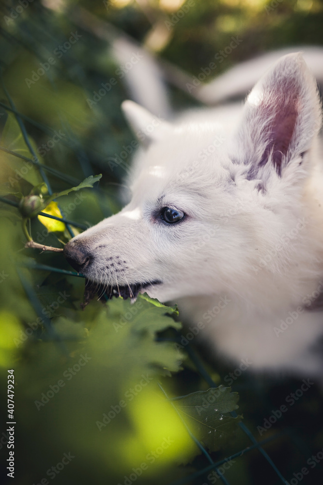 Naklejka premium Sleepy small Swiss shepherd dog in the grass. newborn puppy at breeders garden. Tired young dog lying on the ground