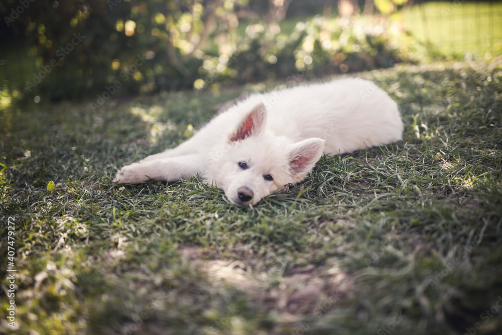 Sleepy small Swiss shepherd dog in the grass. newborn puppy at breeders garden. Tired young dog lying on the ground
