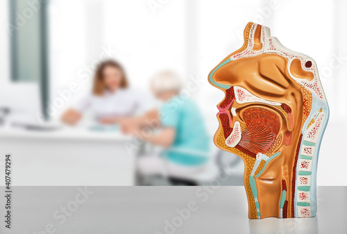 Diagnosis and treatment of ENT diseases. Nasal and oral cavity anatomical model on a table, over background ENT doctor consultation for her patient