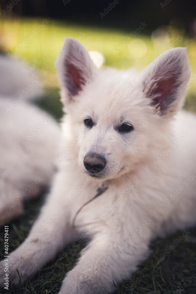 Sleepy small Swiss shepherd dog in the grass. newborn puppy at breeders garden. Tired young dog lying on the ground Sleepy small Swiss shepherd dog in the grass. newborn puppy at breeders garden. Tired young dog lying on the ground