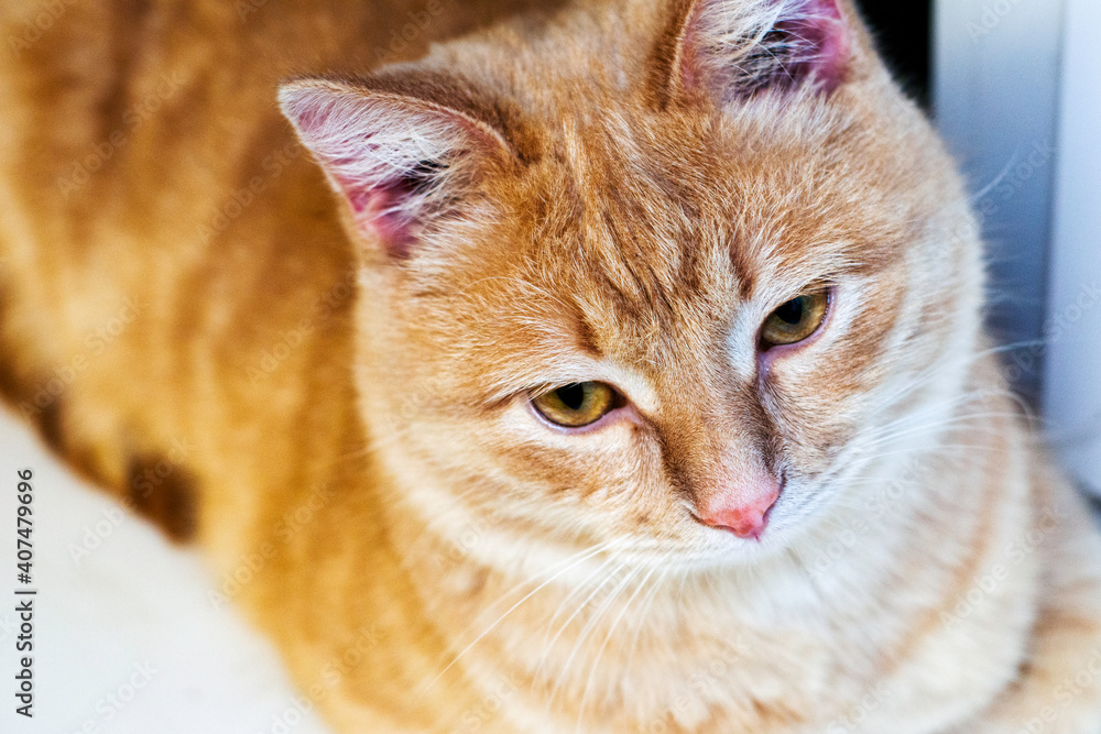 red cat sitting in the room close up