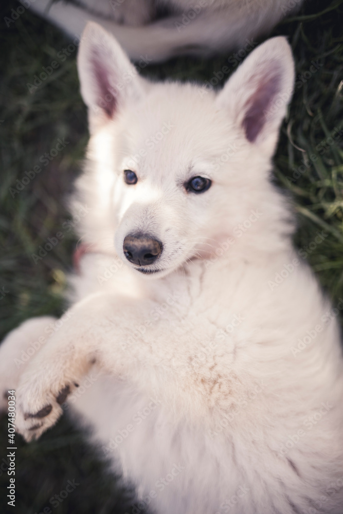 Sleepy small Swiss shepherd dog in the grass. newborn puppy at breeders garden. Tired young dog lying on the ground Sleepy small Swiss shepherd dog in the grass. newborn puppy at breeders garden. Tired young dog lying on the ground