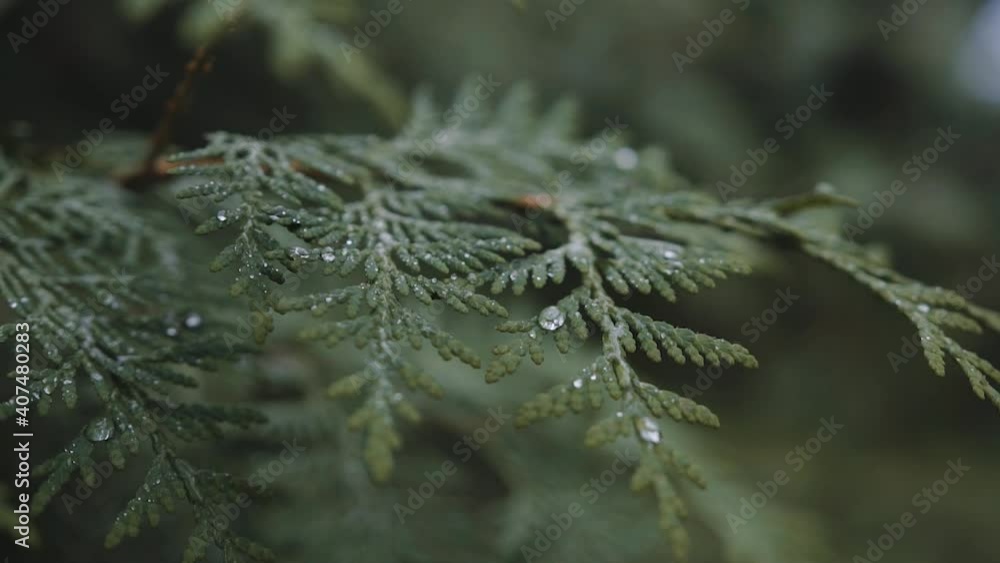 branch of larch with blurry background at the rain branch of larch with blurry background at the rain