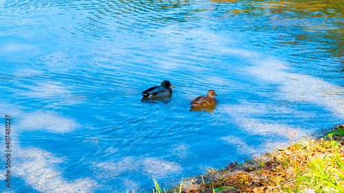  Pair of ducks at the Schliersee in Bavaria