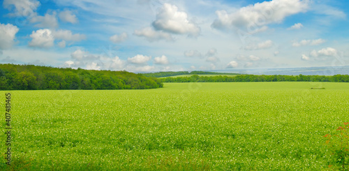 Green field and blue sky with light clouds. Wide photo.