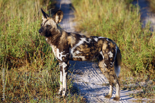 The African wild dog  African hunting dog  or African painted dog  Lycaon pictus   a lone dog standing on the road and looking at the grass.