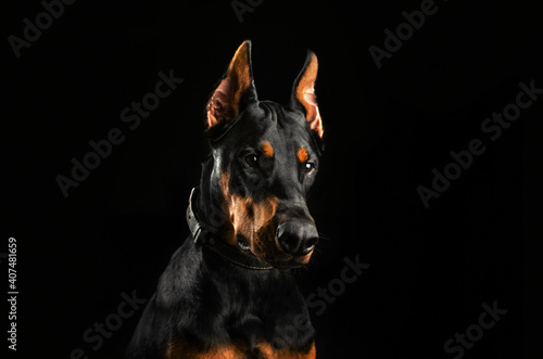 doberman dog magical lovely portrait on black background © Kate