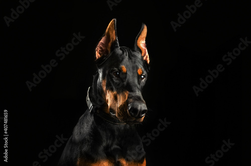 Fotografía doberman dog magical lovely portrait on black background