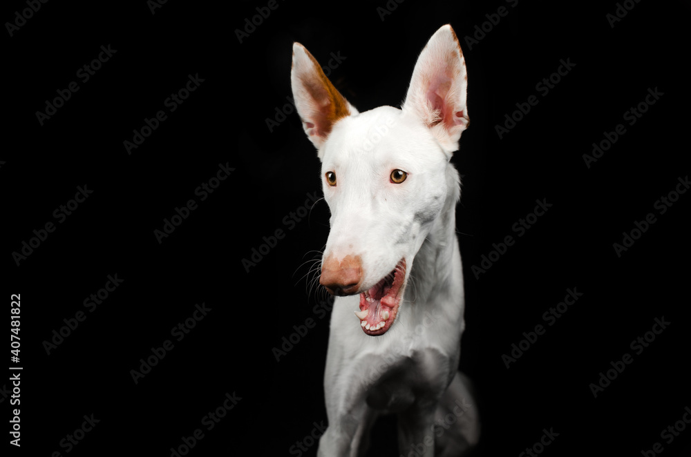 podenco ibicenco dog magical lovely portrait on black background
