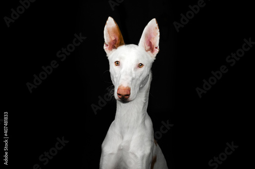 podenco ibicenco dog magical lovely portrait on black background 