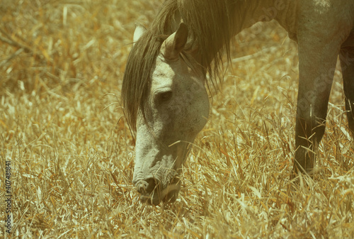 A beautiful horse eating grass