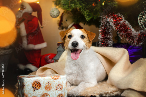 jack russell terrier dog magical lovely portrait on christmas background  © Kate
