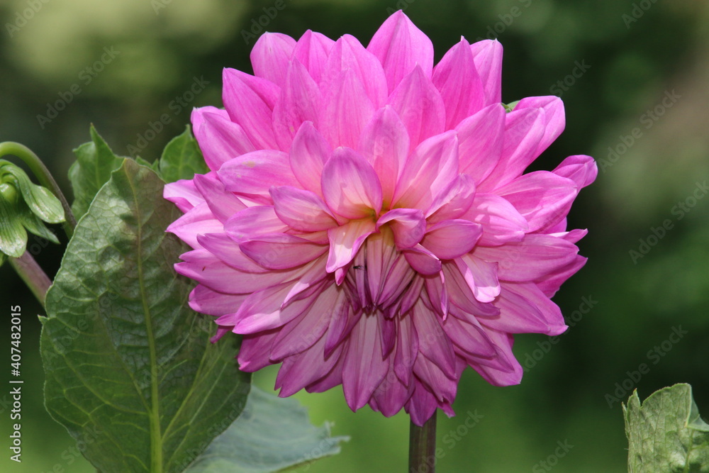Obraz premium Pink Dahlia 