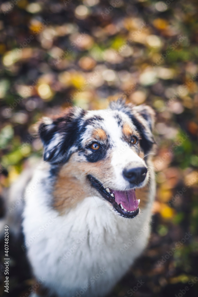 Potrait of an Australian Shepherd dog outdoor in the Fall. Dog lying in the autumn leaves and looking arround