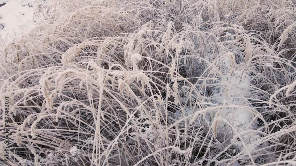 We fly over the grass, which bent the stalks covered with frost. The quadcopter explores the harmony of nature. Cold forest in winter at sunset. Sunlight effectively illuminates the snow at dusk. We fly over the grass, which bent the stalks covered with frost. The quadcopter explores the harmony of nature. Cold forest in winter at sunset. Sunlight effectively illuminates the snow at dusk.