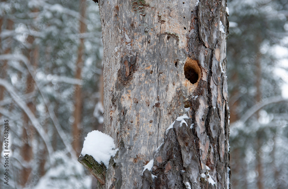 Woodpecker hollow in dry pine trunk Woodpecker hollow in dry pine trunk