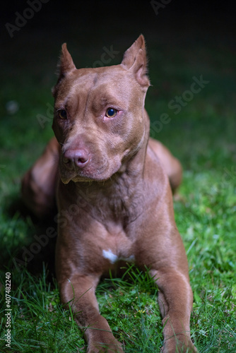 Portrait of an American Pit Bull Terrier in the city at night.